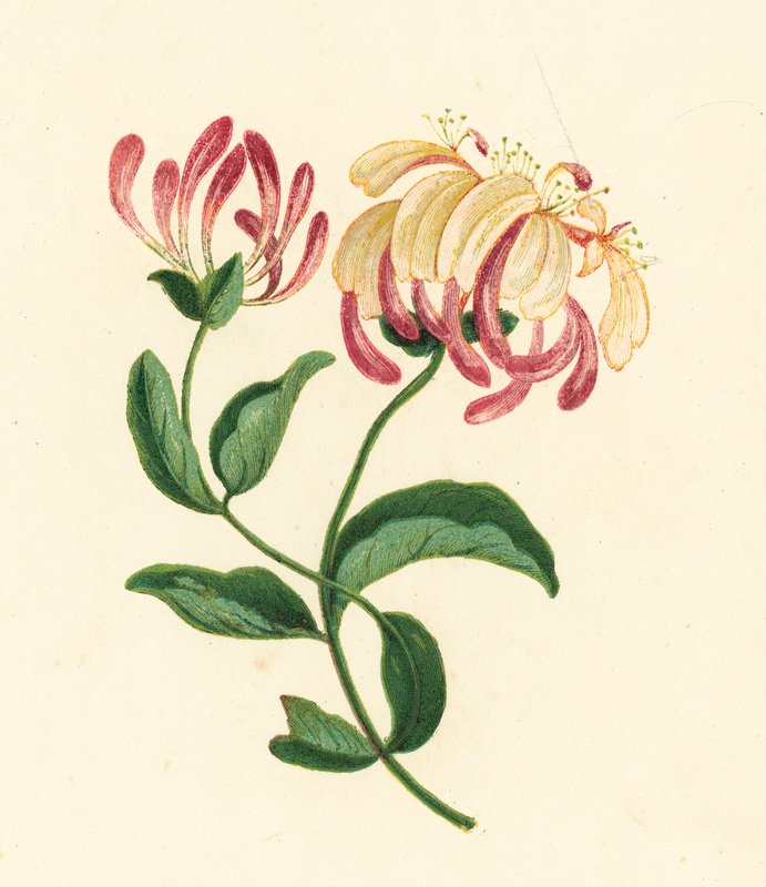 Geißblatt, Lonicera Periclymenum von English School