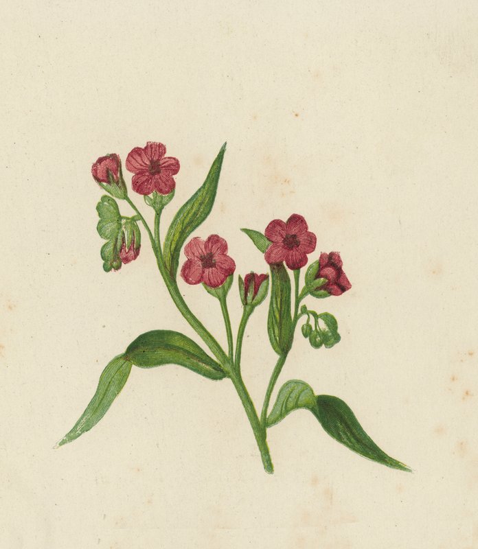 Gewöhnlicher Hundszunge, Cynoglossum Officinale von English School