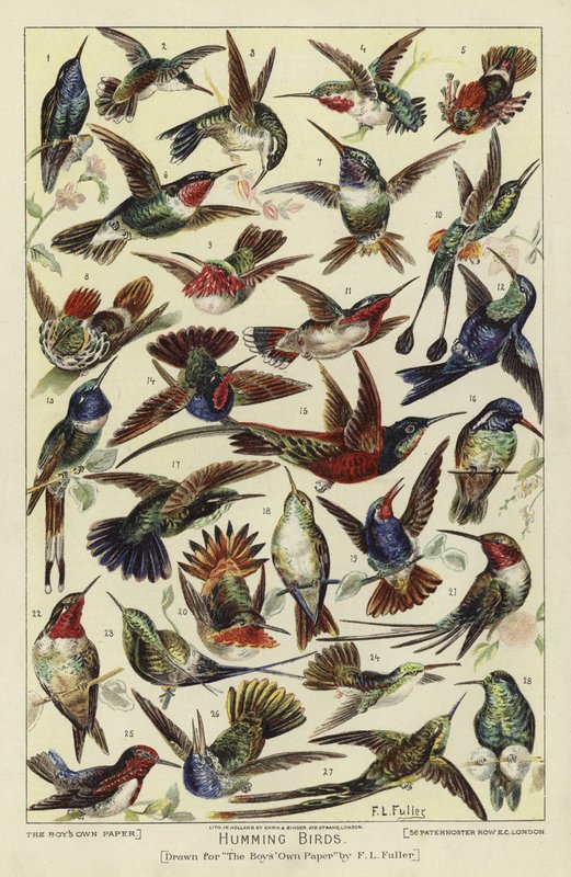 Kolibris von English School