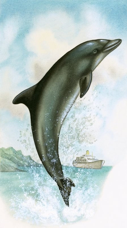 Springender Delfin von English School