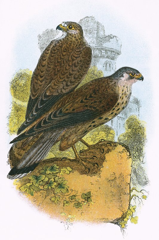 Turmfalke von English School
