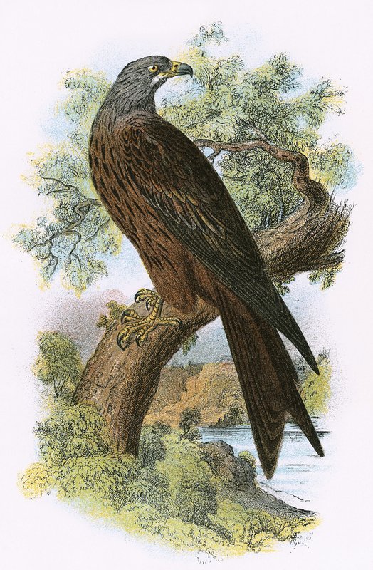 Drachen von English School