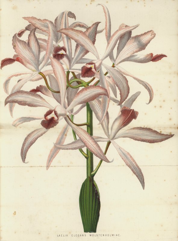 Laelia Elegans Wolstenholmiae von English School