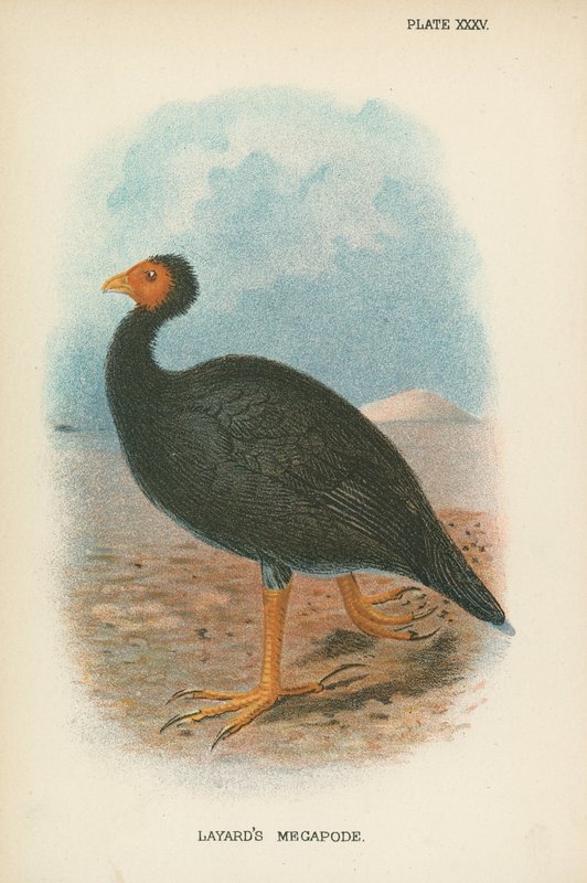 Layards Großfußhuhn von English School