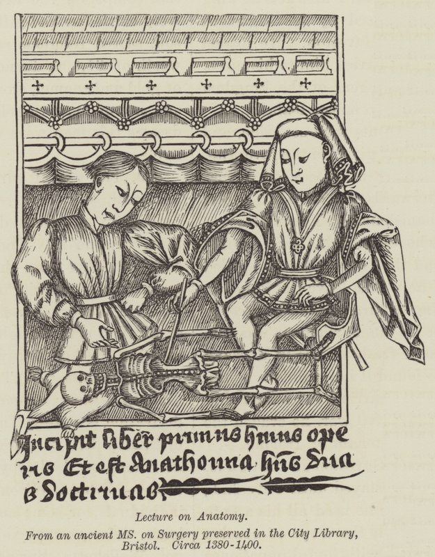 Vorlesung über Anatomie von English School