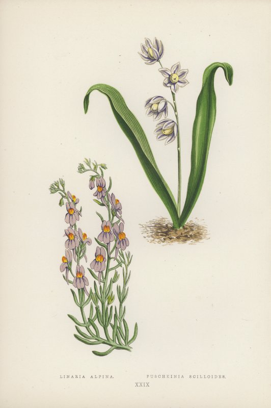 Linaria Alpina; Puschkinia Scilloides von English School