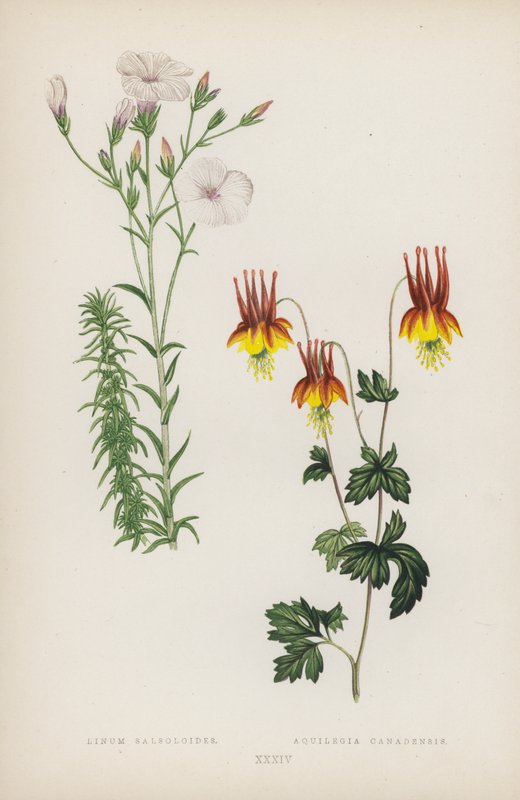 Linum Salsoloides; Aquilegia Canadensis von English School