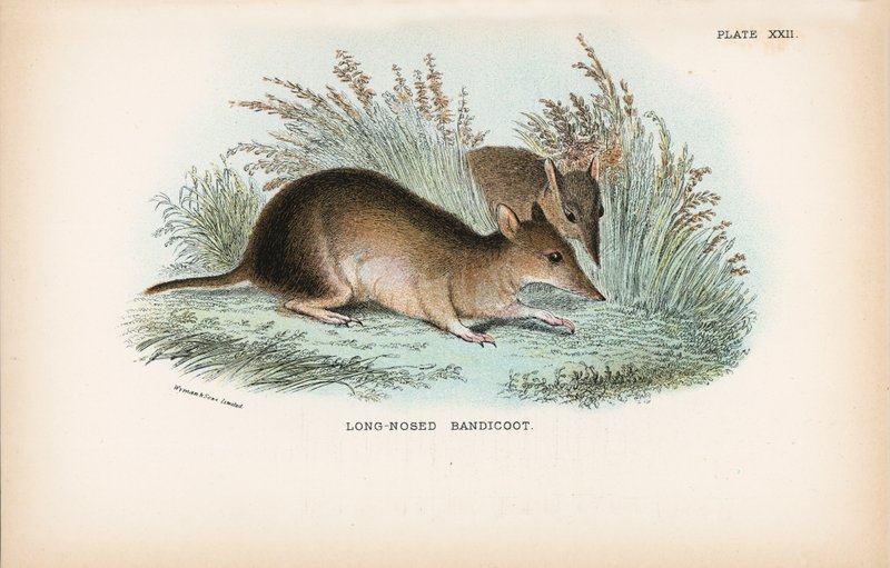 Langnasen-Bandicoot von English School