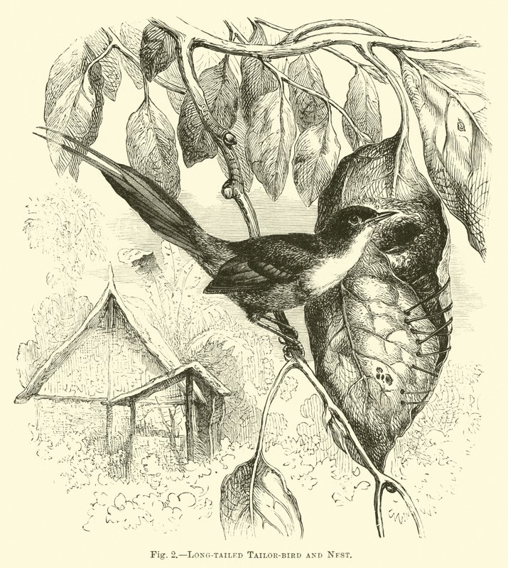 Langschwanzschneider und Nest von English School