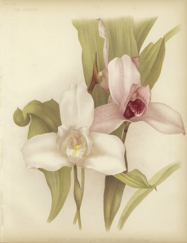 Lycaste skinneri und weiße Sorte von English School