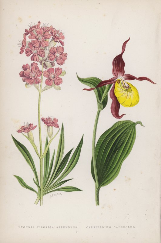 Lychnis Viscaria Splendens; Cypripedium Calceolus von English School