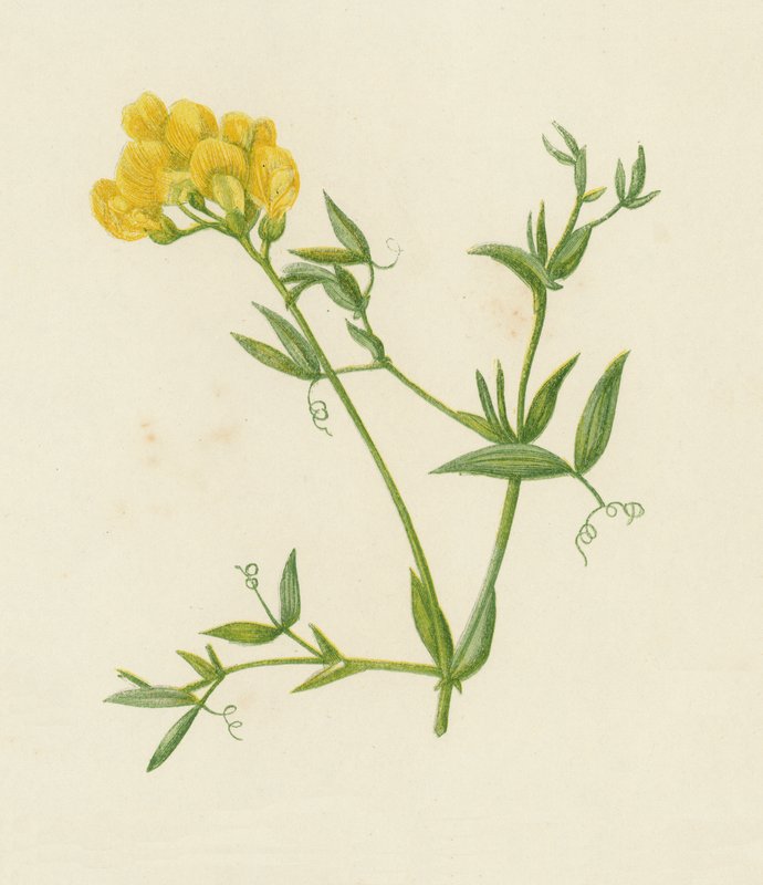 Wiesen-Platterbse, Lathyrus Pratensis von English School