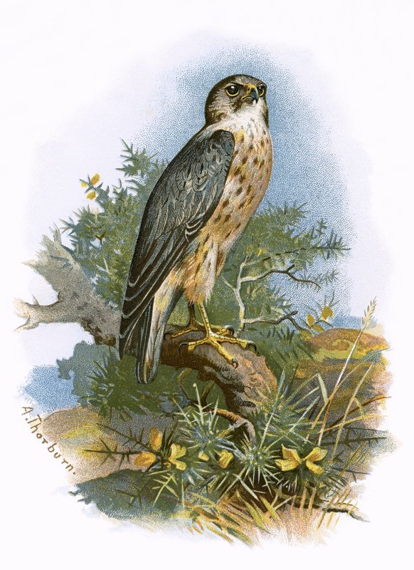 Merlin von English School