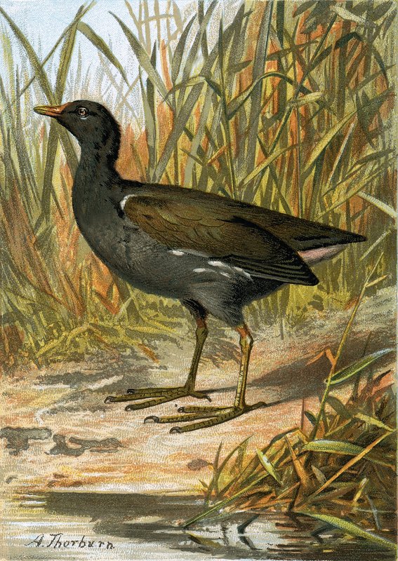 Teichhuhn von English School