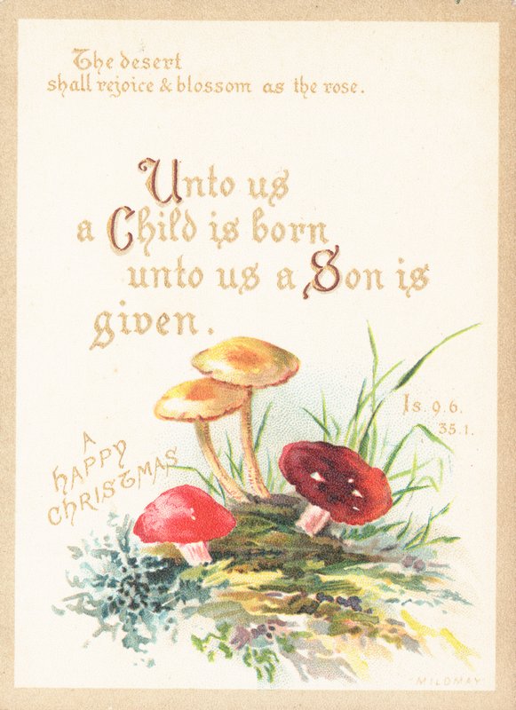 Pilze und Fliegenpilze, Weihnachtskarte von English School