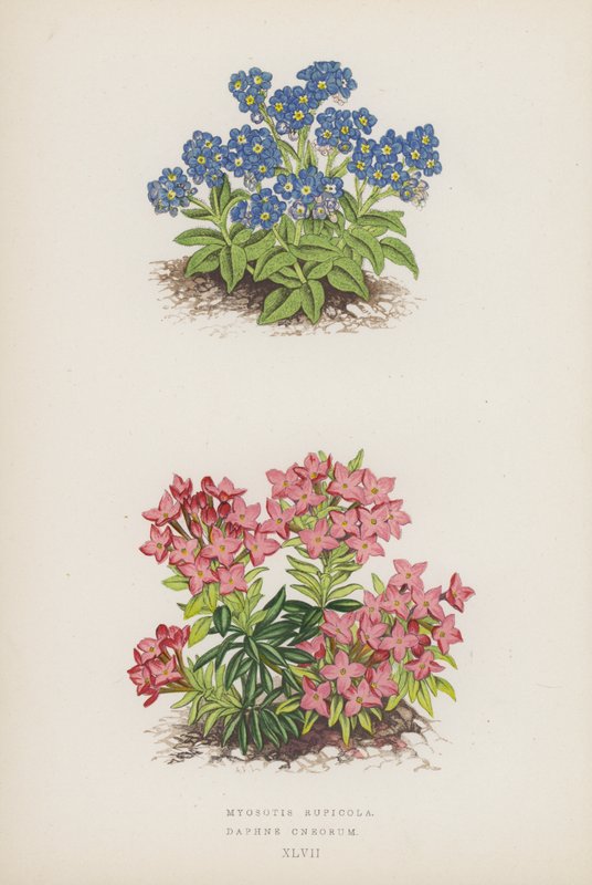 Myosotis Rupicola; Daphne Cneorum (Farblithografie) von English School