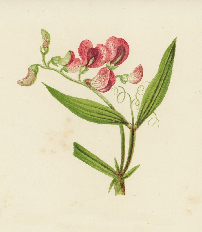 Schmalblättrige Platterbse, Lathyrus Sylvestris von English School