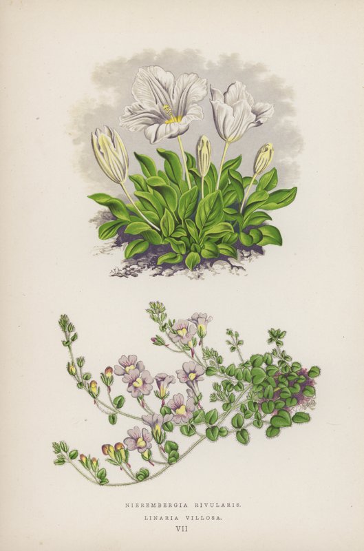 Nierembergia Rivularis; Linaria Villosa von English School