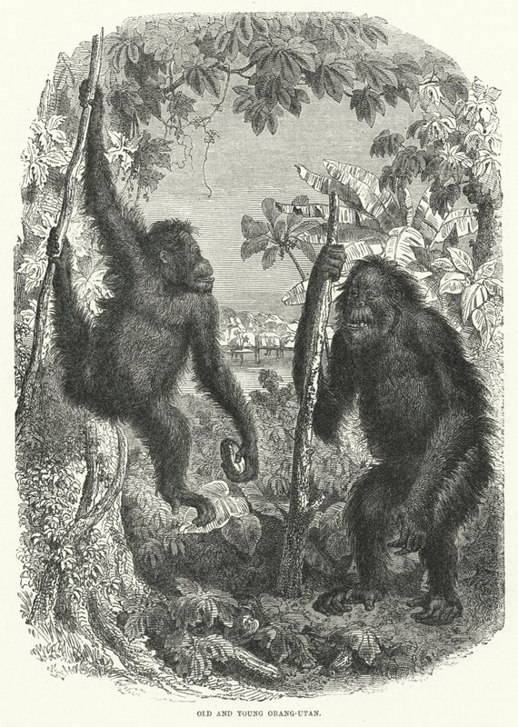 Alter und junger Orang-Utan von English School
