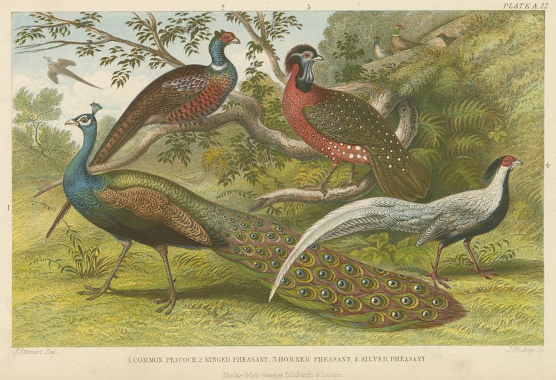 Pfau und Fasane von English School