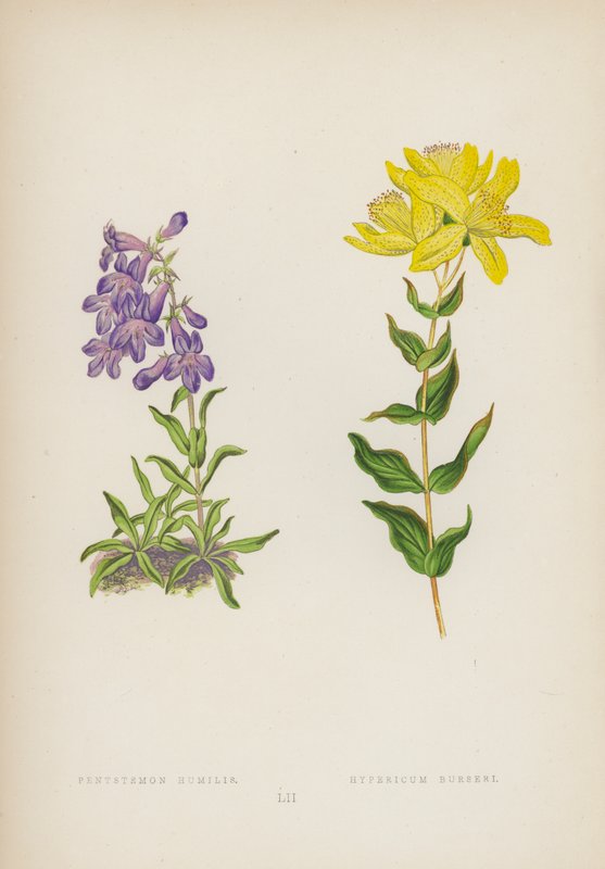 Pentstemon Humilis; Hypericum Burseri von English School