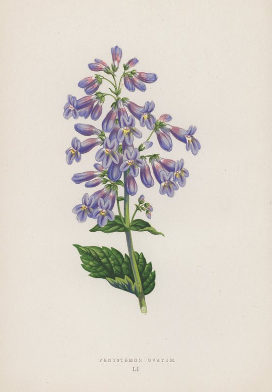Pentstemon Ovatum von English School