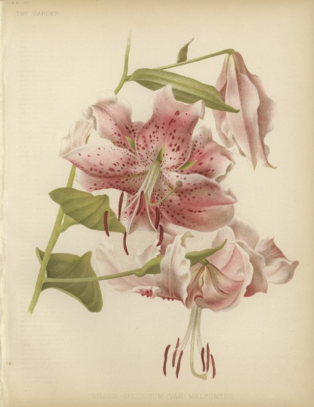 Rosa Lilie von English School