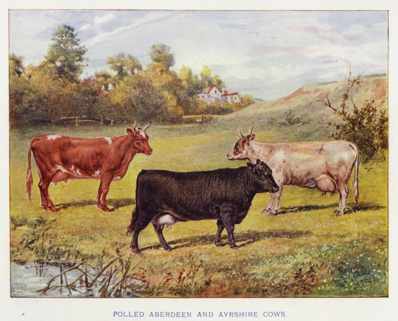 Polled Aberdeen und Ayrshire Kühe von English School