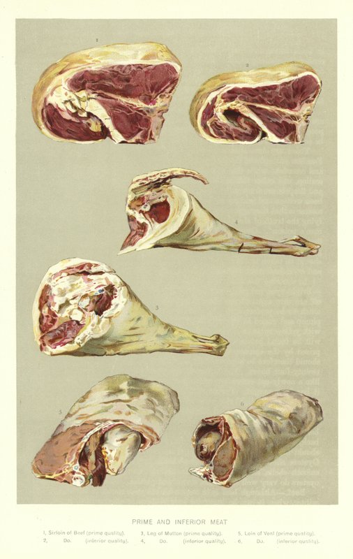 Erstklassiges und minderwertiges Fleisch von English School