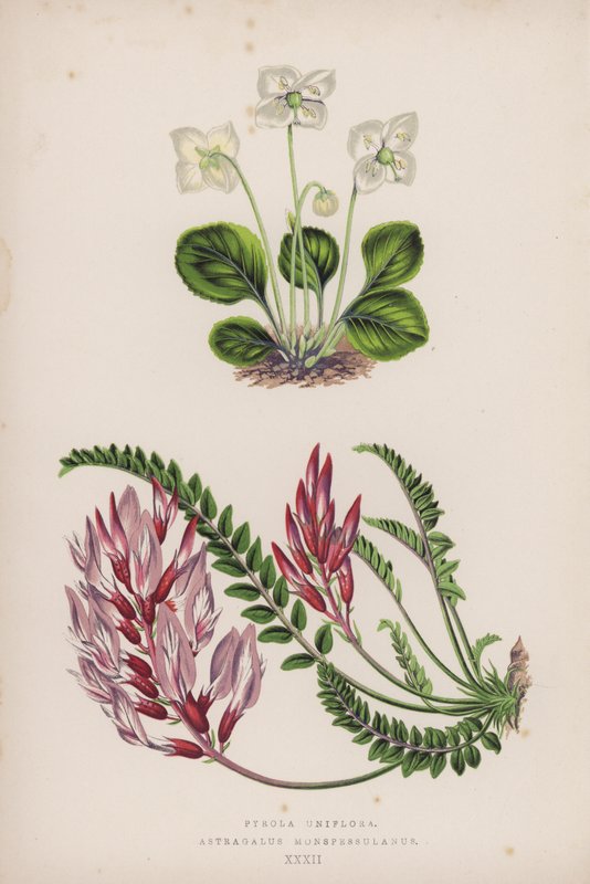 Pyrola Uniflora; Astragalus Monspessulanus von English School