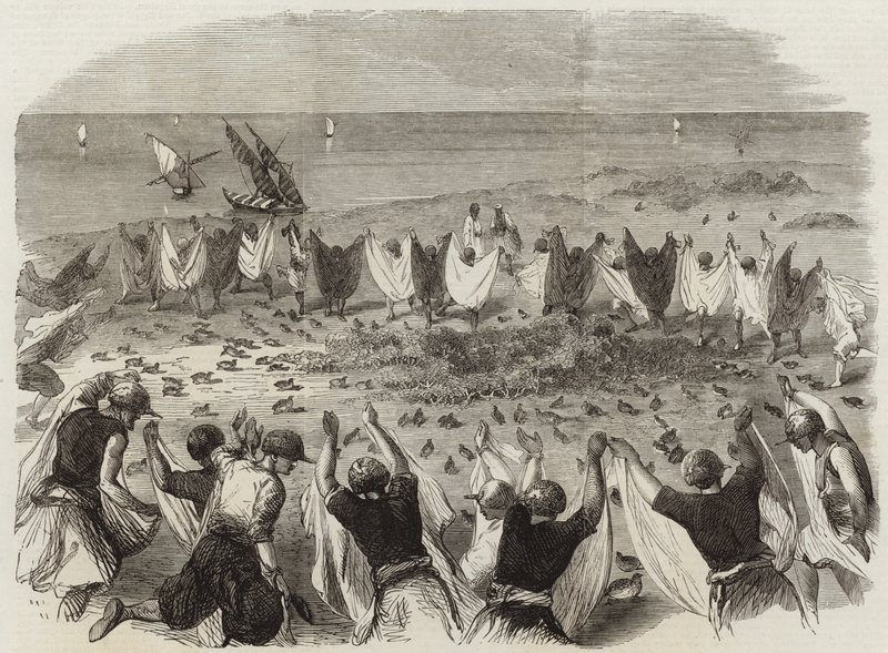 Wachtelfang in Syrien von English School