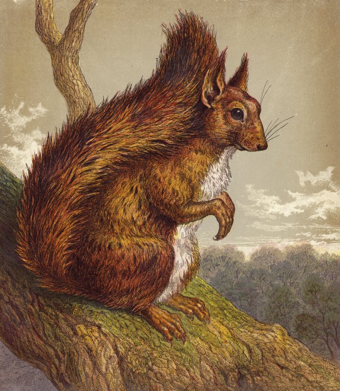 Rotes Eichhörnchen von English School