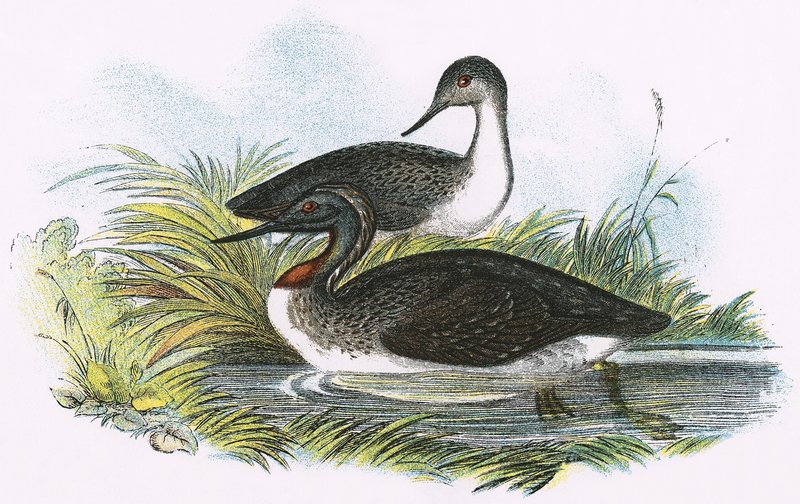 Rothalstaucher von English School