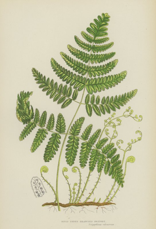 Steifer Dreizweigiger Tüpfelfarn (Farblithografie) von English School