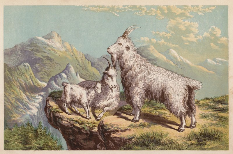 Rocky Mountain Ziege, Aplocerus Montanus von English School