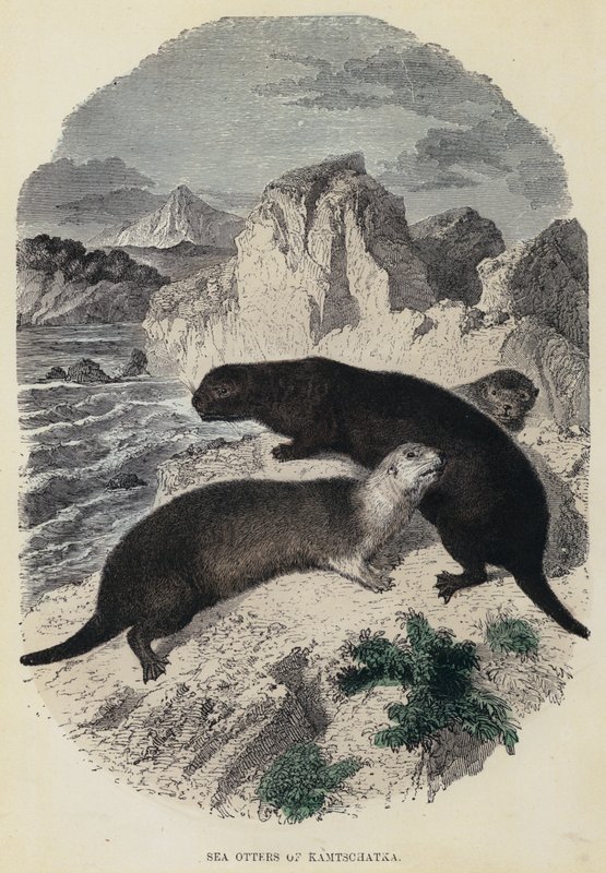 Seeotter von Kamtschatka (kolorierte Gravur) von English School