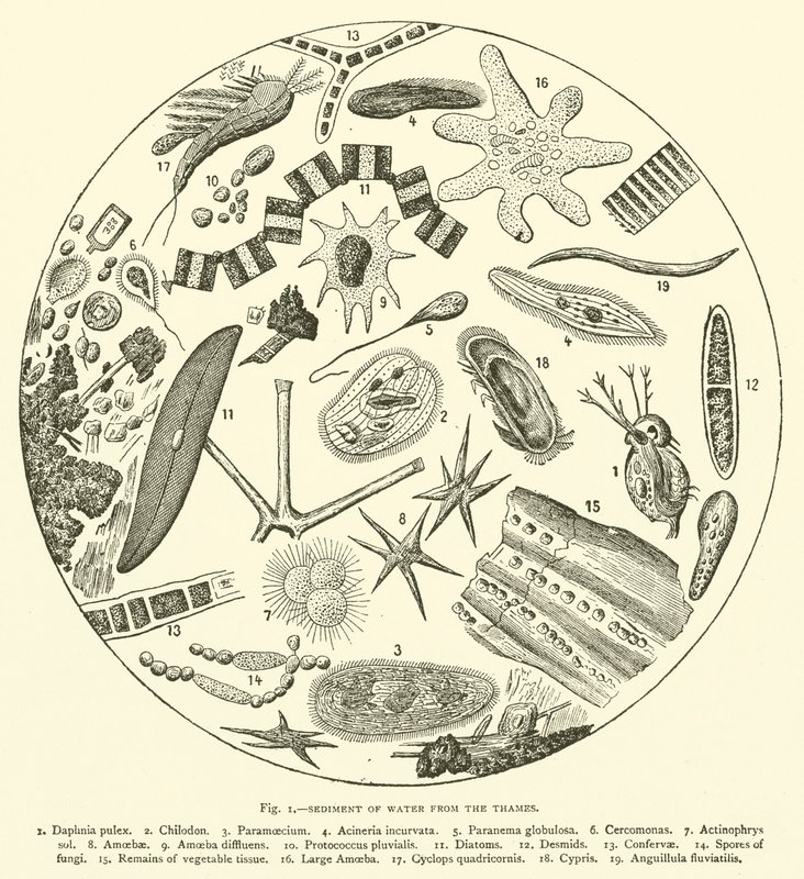 Sediment des Wassers aus der Themse (Gravur) von English School