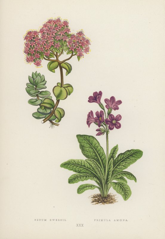 Sedum Ewersii; Primula Amoena von English School