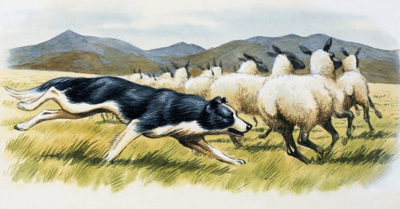 Schäferhund von English School