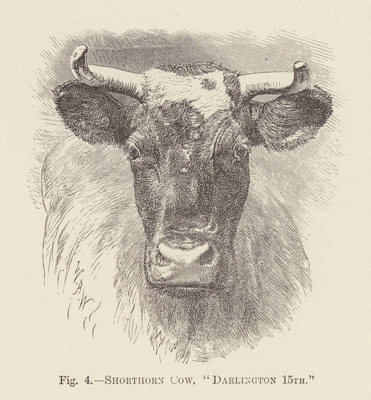Shorthorn-Kuh, "Darlington 15." von English School