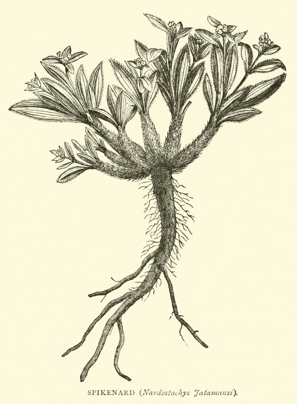 Spikenard, Nardostachys Jatamansi von English School