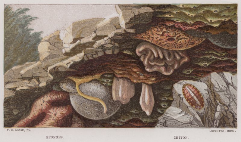 Schwämme, Chiton von English School