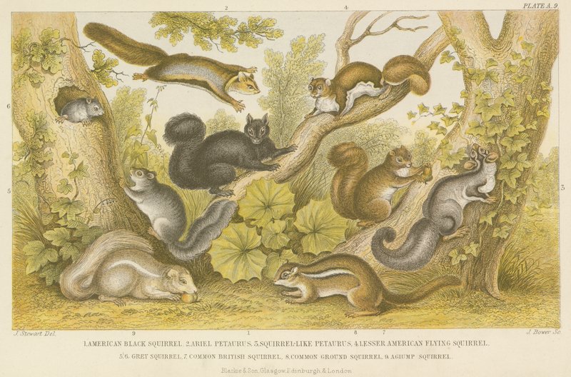 Eichhörnchen (Farbstich) von English School
