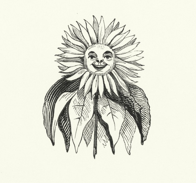 Sonnenblume von English School