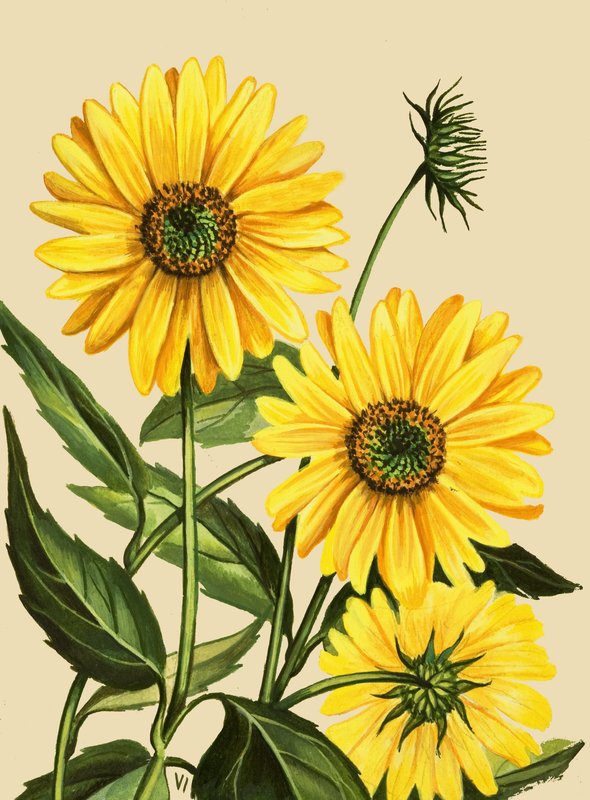 Sonnenblume von English School