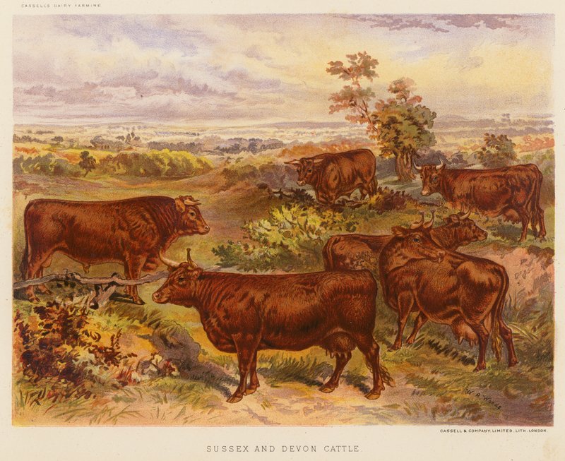 Sussex und Devon Rinder von English School