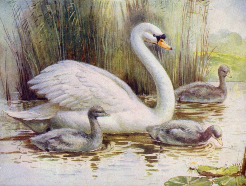 Schwan und Küken von English School