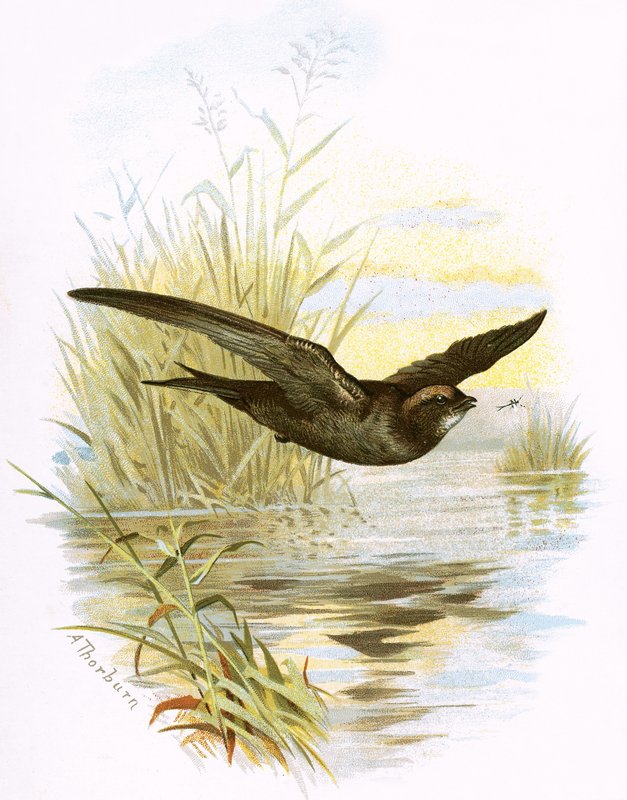 Swift von English School