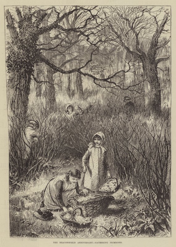 Das Beaconsfield-Jubiläum, Primeln sammeln (Stich) von English School