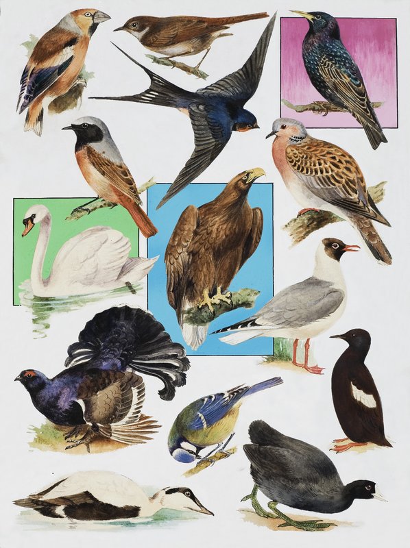 Die Vögel Britanniens von English School